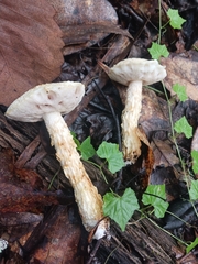 Austroboletus subflavidus image