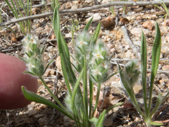 Plantago patagonica