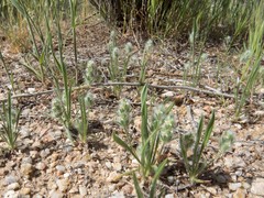 Plantago patagonica