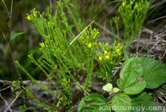Linum cratericola