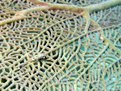 Emblemariopsis bottomei