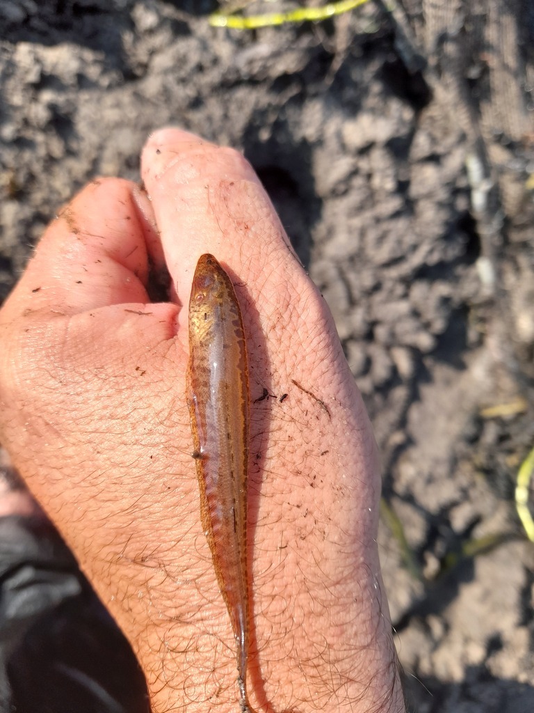 Brachyhypopomus bombilla