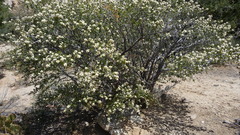 Ceanothus perplexans