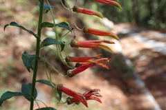 Lobelia laxiflora