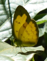 Eurema hecabe hecabe