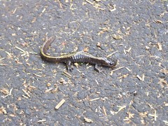 Ambystoma macrodactylum macrodactylum