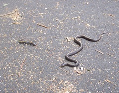Ambystoma macrodactylum macrodactylum