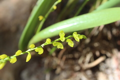 Pleurothallis quadrifida