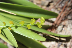 Pleurothallis quadrifida
