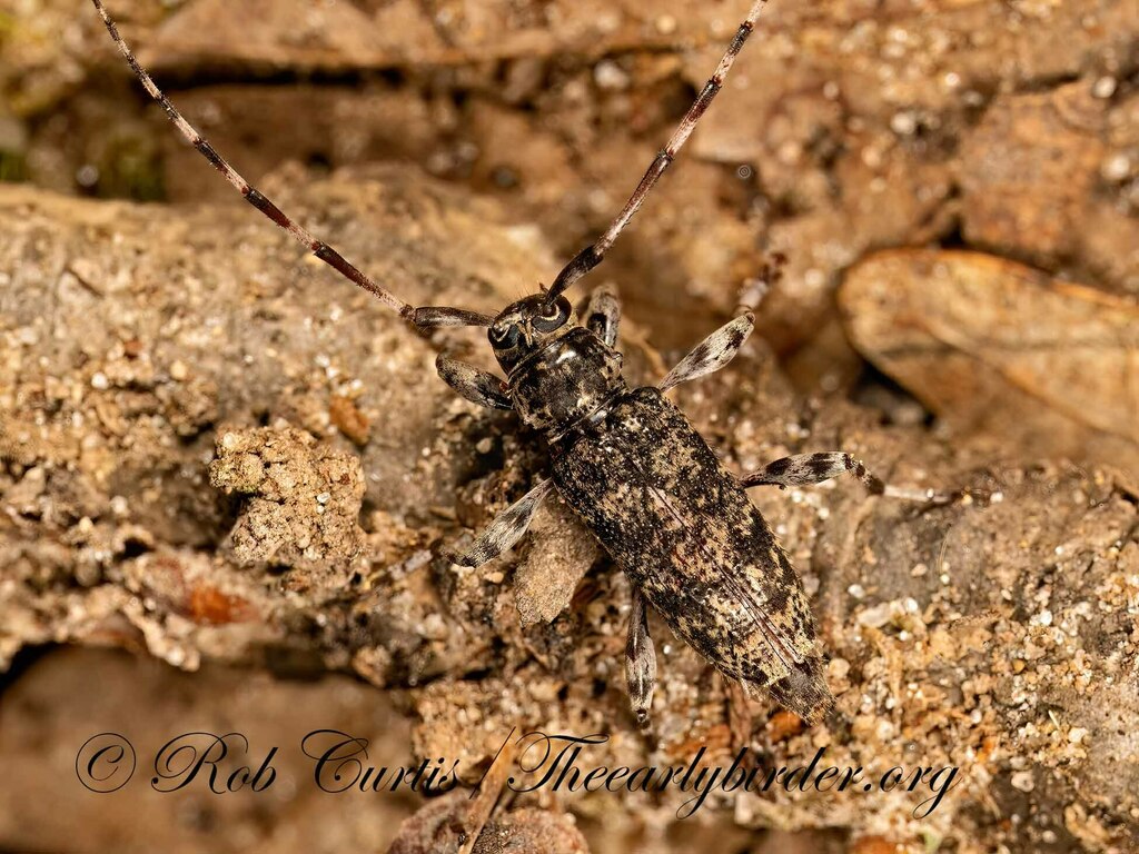 Banded Graphisurus From Busse Woods Elk Grove Township IL 60007 On banded-graphisurus-from-busse-woods-elk-grove-township-il-60007-on