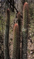 Nyctocereus serpentinus