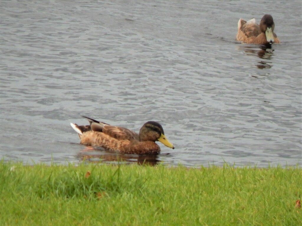 청둥오리 from Lough Key Forest, Roscommon, Irlanda on 2023년 08월 13일 (일) at 06:01 오후 by Joan Vidiella · iNaturalist... 