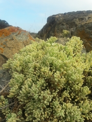 Nolana crassulifolia