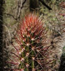 Nyctocereus serpentinus