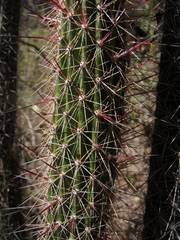 Nyctocereus serpentinus