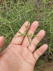 Koeberlinia spinosa tenuispina