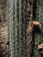 Nyctocereus serpentinus