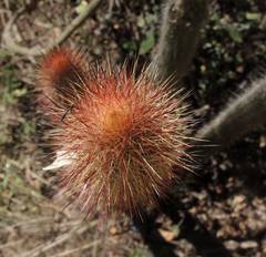Nyctocereus serpentinus