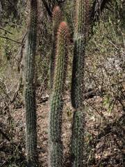 Nyctocereus serpentinus