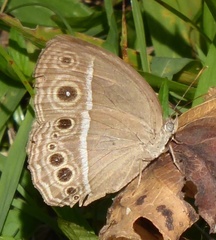 Mycalesis intermedia