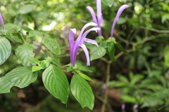 Poikilacanthus macranthus