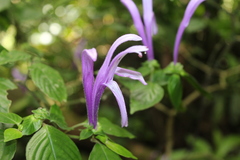 Poikilacanthus macranthus