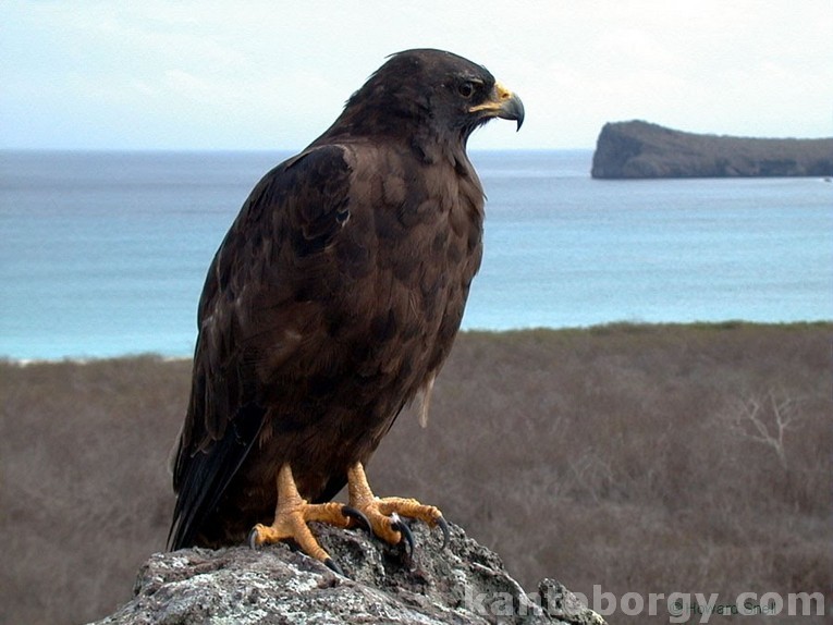 Buteo galapagoensis image