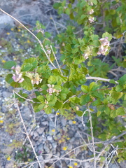Lippia palmeri
