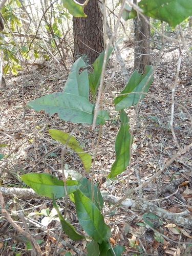 Bignonia capreolata image