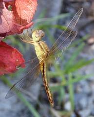 Neurothemis intermedia