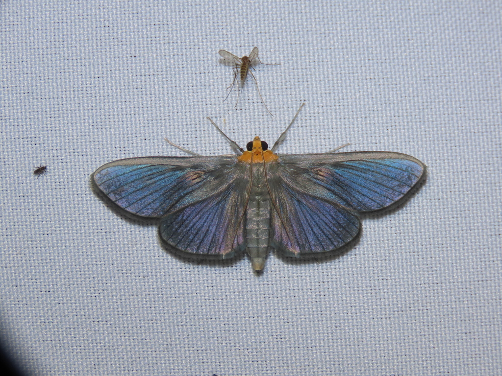 Cirrhocephalina eucharisalis
