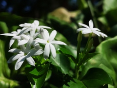 Jasminum elongatum