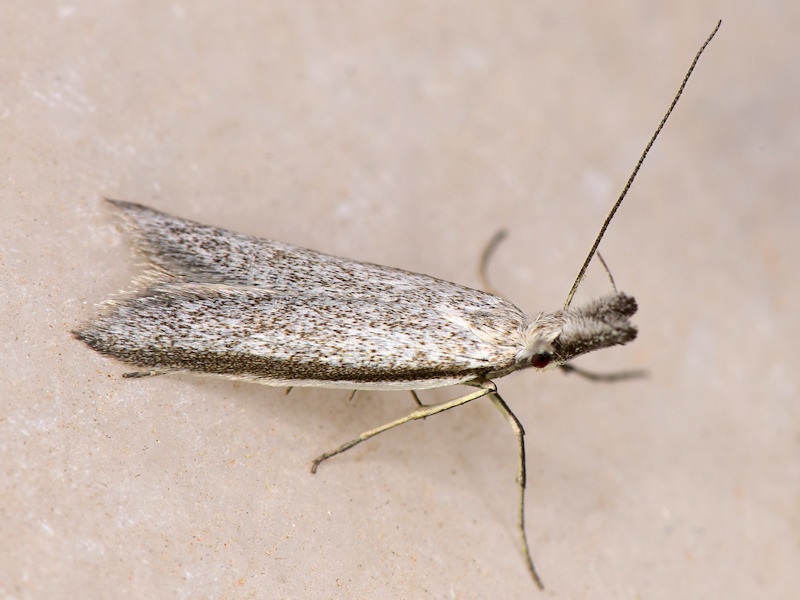 Pleurota creticella