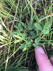 Trifolium wormskioldii