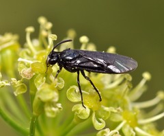 Arge nigripes