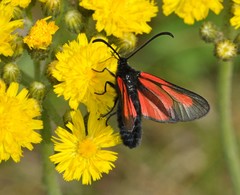 Zygaena osterodensis