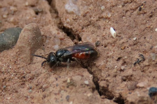 Dark Blood Bee