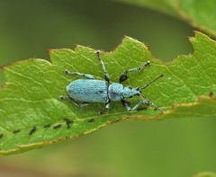 Phyllobius maculicornis