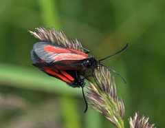 Zygaena osterodensis