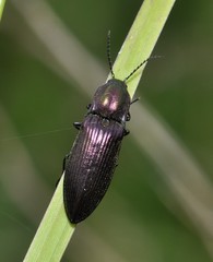 Ctenicera cuprea