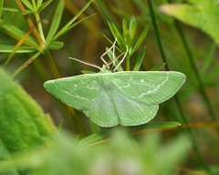 Thetidia smaragdaria
