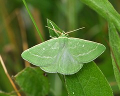 Thetidia smaragdaria