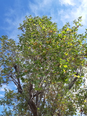 Nahuatlea arborescens