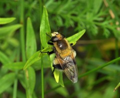Volucella bombylans