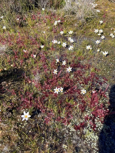 Romulea sladenii