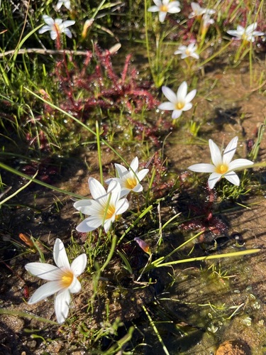 Romulea sladenii