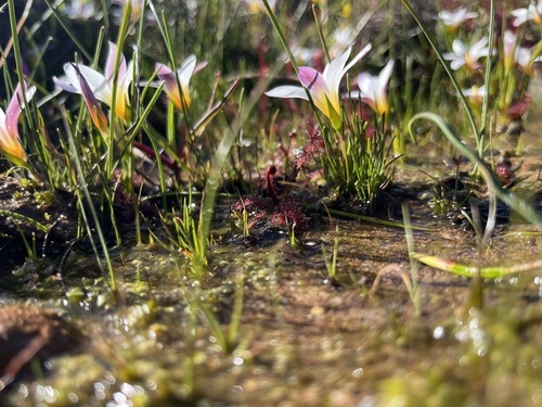 Romulea sladenii