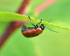 Cryptocephalus coryli