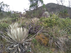 Espeletia grandiflora
