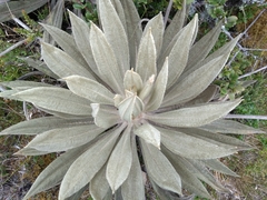 Espeletia grandiflora